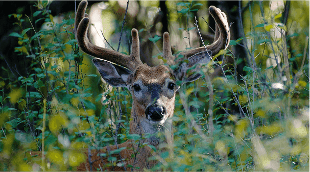 No alternative text provided